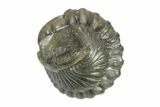 Wide, Enrolled Flexicalymene Trilobite - Indiana #287767-2